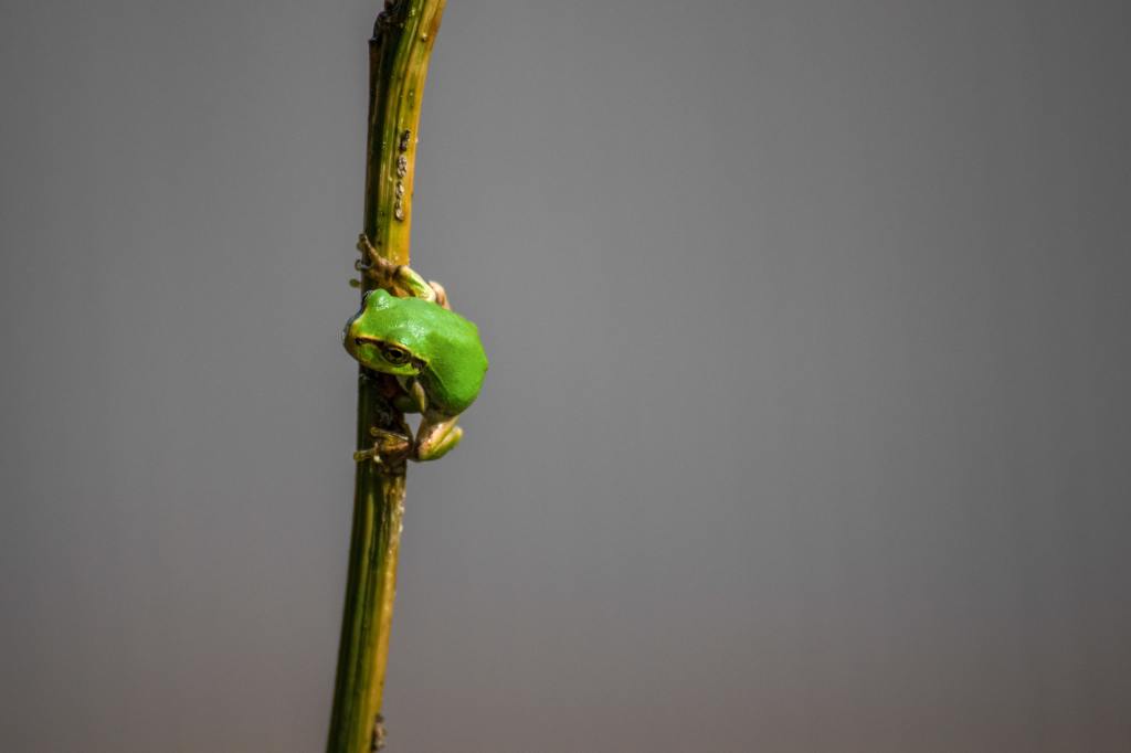 A little frog on a stem. Photo by Noah Negishi on Unsplash
